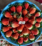 宿迁泗阳黑珍珠草莓苗一亩地种植利润2025报价
