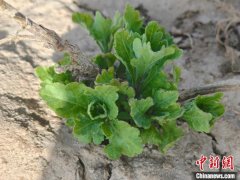 江南杭白菊绽放雪域高原 工具协做蹚出“苦涩”